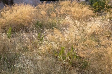 Giardino abbandonato