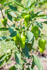 Green paprika pepper growing on a bush at garden
