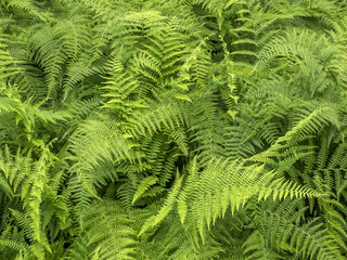 Fern