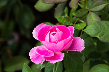 beautiful rose in garden