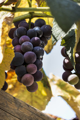 Isabella Traube am Weinstock im Sommer