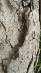 Bark Treee