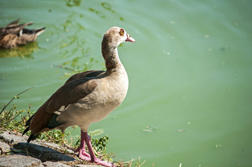 Egyptian goose on pond waters background in sunny day