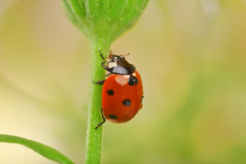 Ladybug on leaf, closeup