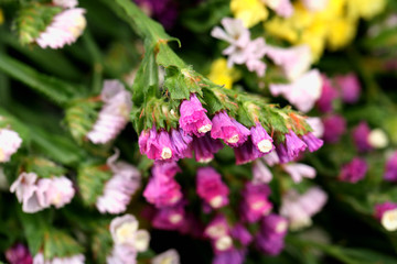 Beautiful wild flowers close up