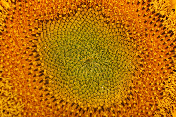 Beautiful sunflower close up