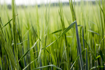 Herbal background created by different herbs like wild and cultured. Green grassy background.
