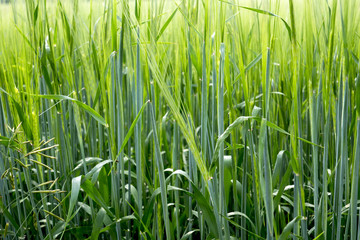 Herbal background created by different herbs like wild and cultured. Green grassy background.
