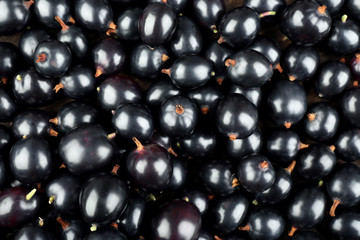 Heap of wild black currant close up
