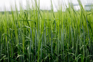 Herbal background created by different herbs like wild and cultured. Green grassy background.
