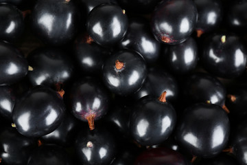 Heap of wild black currant close up