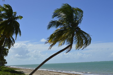 Coqueiro inclinado na praia