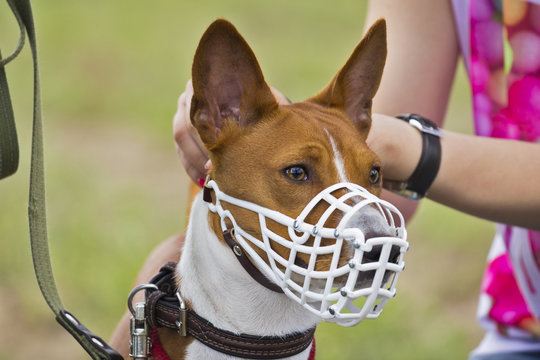 Basenji dog in a muzzle for coursing. Close-up. white muzzle