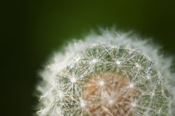 Dandelion with water droplets closeup