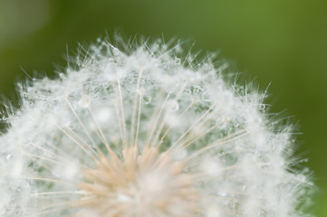 Dandelion with water droplets closeup