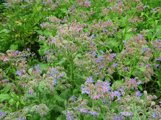 Fototapeta premium Borretsch, Borago