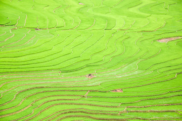 Rice fields on terraced in Sapa, Vietnam