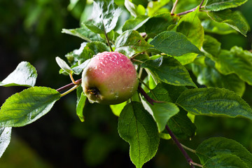  apple after rain