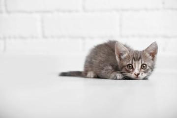 Cute gray kitten on floor at home