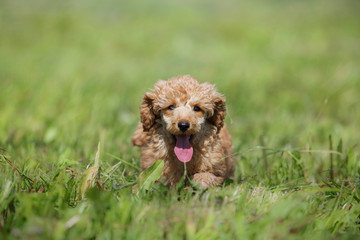 Fototapeta premium Red toy poodle puppy