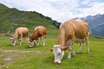 Naklejka na ściany i meble Milchkühe auf dem Ahornberg im Zillertal