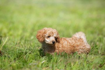 Red toy poodle puppy