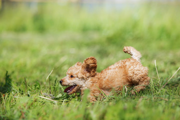 Obraz premium Red toy poodle puppy