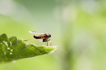 Mit Ausssicht... - Schwarzfüßige Schnepfenfliege auf einem Brennnesselblatt