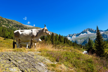 Fototapeta na wymiar White and Brown Cow in High Mountain. Brown and white cow standing in alpine landscape. National Park of Adamello Brenta. Trentino Alto Adige, Italy