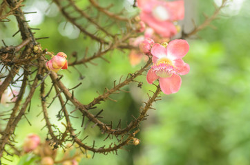 flower of Cannon Ball Tree, Sal Tree, Sal of India
