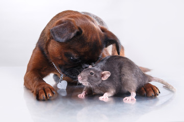 Obraz premium Dog breed Griffon Brabanson and gray Rat