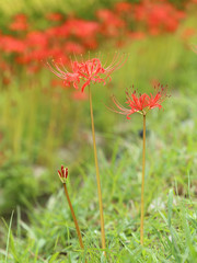 ヒガンバナの赤い花