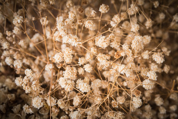 Dry flower abstract  background 1