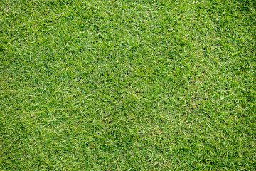 Fototapeta premium green grass background texture