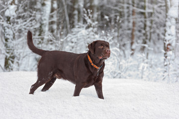 Brown labrador in winter forest