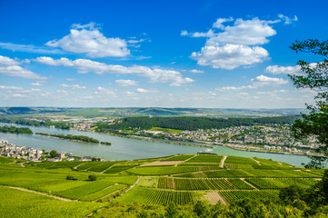Fototapeta na wymiar Rhine river and green vineyards near Bingen am Rhein