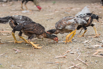 domestic fowl