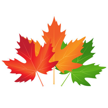 vector autumn colored maple leaves on white background 