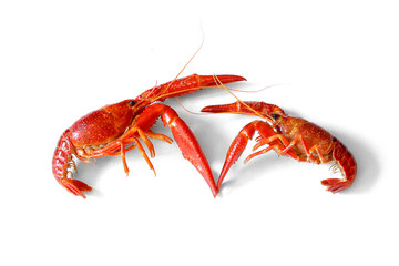 fighting two crayfish red european