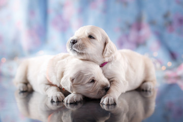 Golden retriever puppy