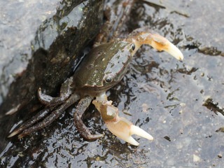 Green Shore Crab at Brown's Point