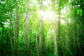Fototapeta na wymiar Green tree in forest