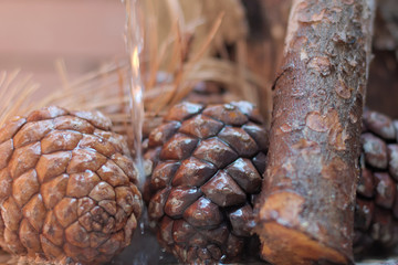 close-up of beautiful pine cones wet on a rainy day
