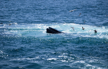 Fototapeta premium Humpback Back Feeding