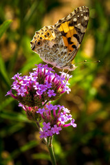Butterfly on a plant