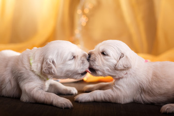 Golden retriever puppy © Anna Averianova