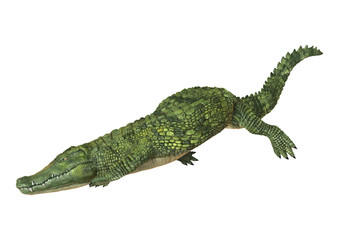 Crocodile