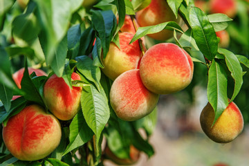 Fototapeta premium Ripe sweet peach fruits growing on a peach tree branch