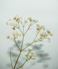 Gypsophila