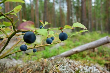 Wild blueberries in the forest in Western Finland in the beginning of August on a cloudy afternoon  